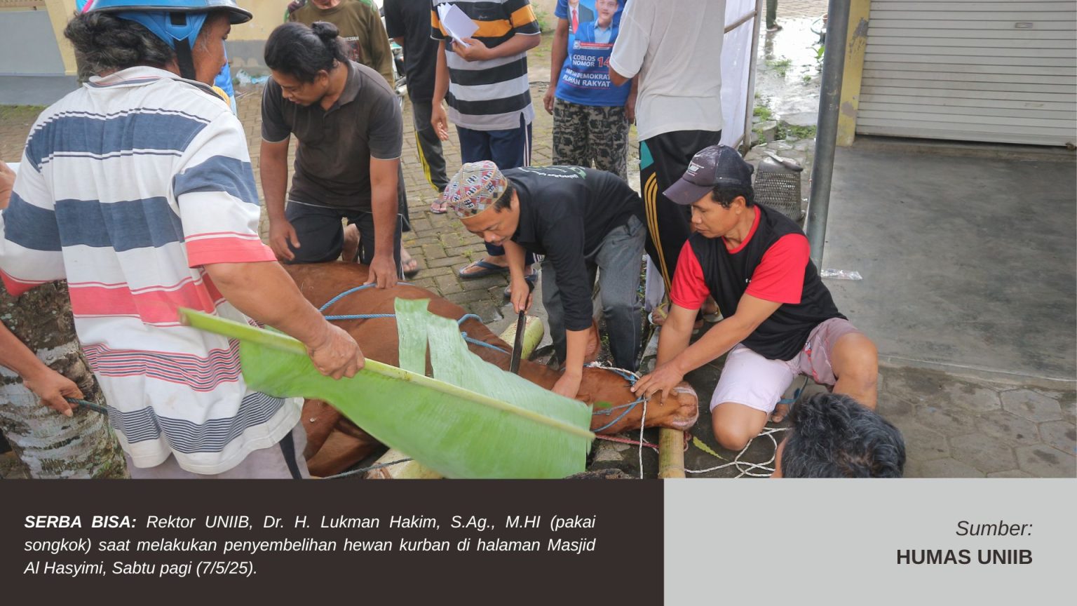 REKTOR UNIIB SEMBELIH HEWAN QURBAN BERSAMA WARGA SEKITAR